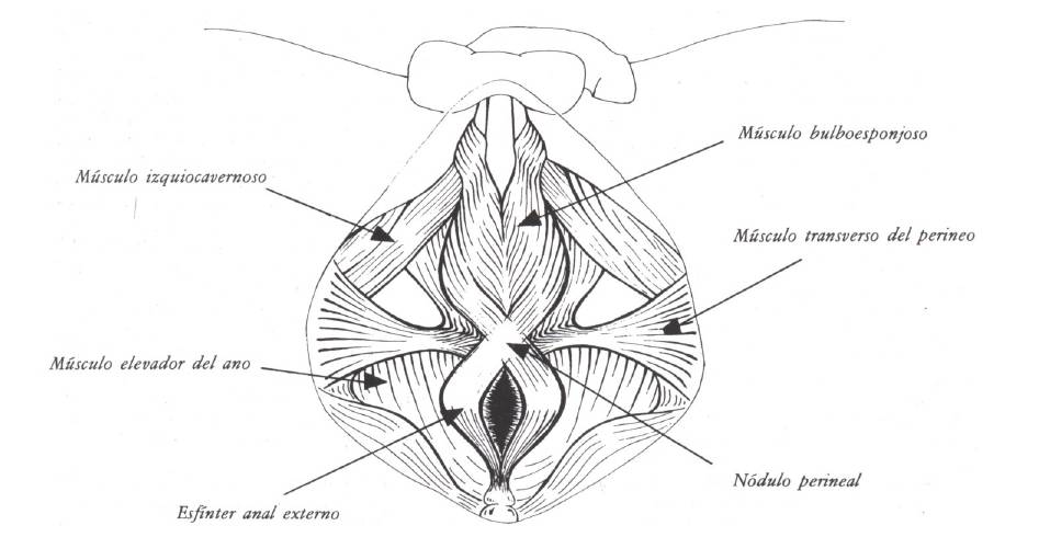 músculos pubococcígeos 