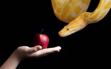 Manzana sobre una mano con una serpiente al lado. Pecado.