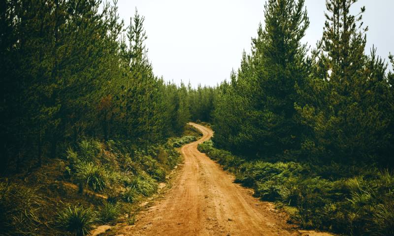 Camino de tierra que se adentra en un bosque