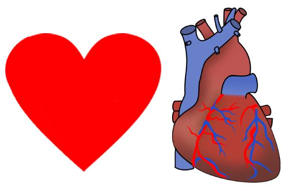 Símbolo de un corazón comparado con la forma de un corazón real